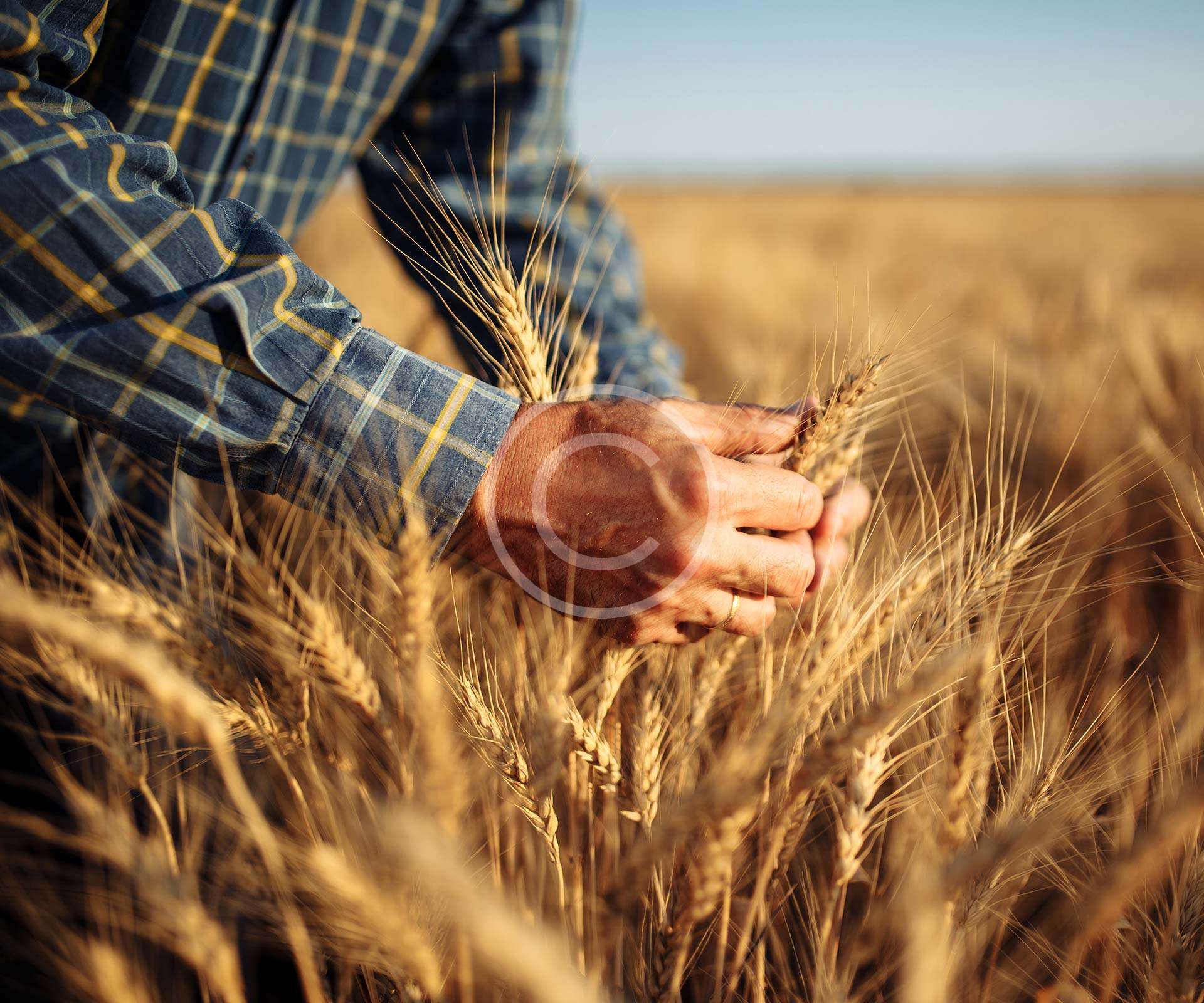 Cereal Production